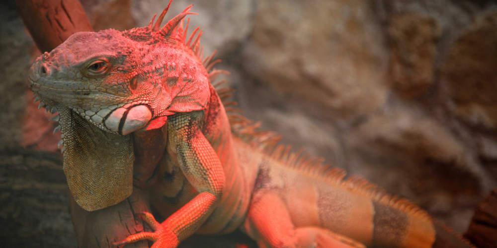 Απίστευτο βίντεο: Δίνει το φιλί της ζωής και σώζει μια μικρή… σαύρα