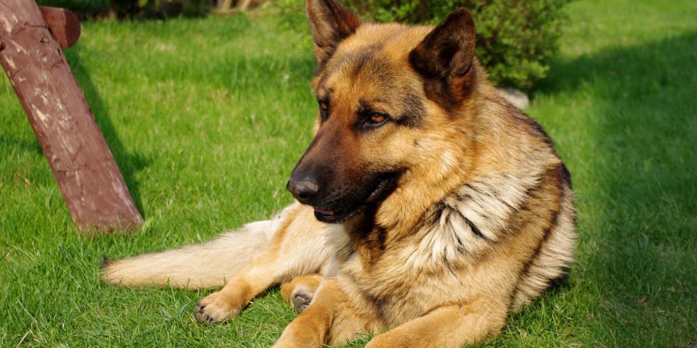 Κατατέθηκε το νομοσχέδιο για τα ζώα συντροφιάς - Τι προβλέπει