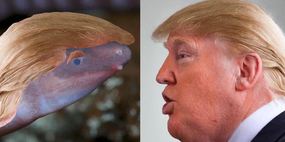 Ο Τραμπ δεν είναι πρόεδρος αλλά… αμφίβιο που θάβει το κεφάλι του στην άμμο!