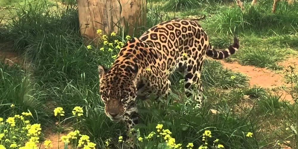 «Πόλεμος» Φιλοζωικής Ομοσπονδίας και Αττικού Ζωολογικού Πάρκου για την θανάτωση των τζάγκουαρ