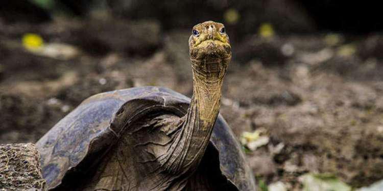 Πώς μια γιγάντια χελώνα βοηθά τους επιστήμονες να μελετήσουν τα μυστικά της μακροζωίας