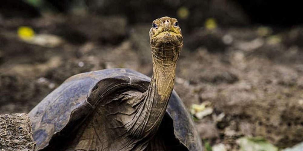 Πώς μια γιγάντια χελώνα βοηθά τους επιστήμονες να μελετήσουν τα μυστικά της μακροζωίας