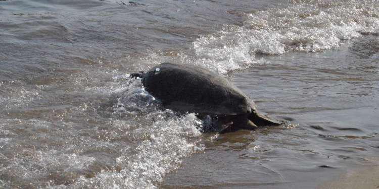 χελώνες Θάσος Πάνω από χίλιες φωλιές των καρέτα-καρέτα μετρήθηκαν το 2018 στη Ζάκυνθο