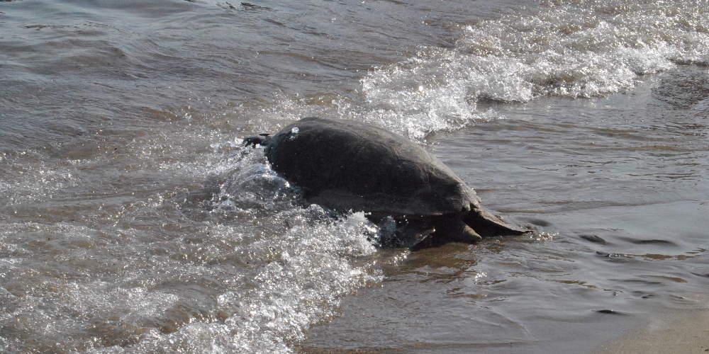 Θάσος: Νεκρές εντοπίστηκαν δύο θαλάσσιες χελώνες