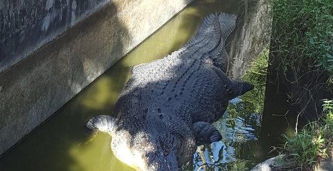 Απίστευτο: Γυναίκα επιστήμονας κατασπαράχτηκε από κροκόδειλο που μελετούσε [εικόνες]