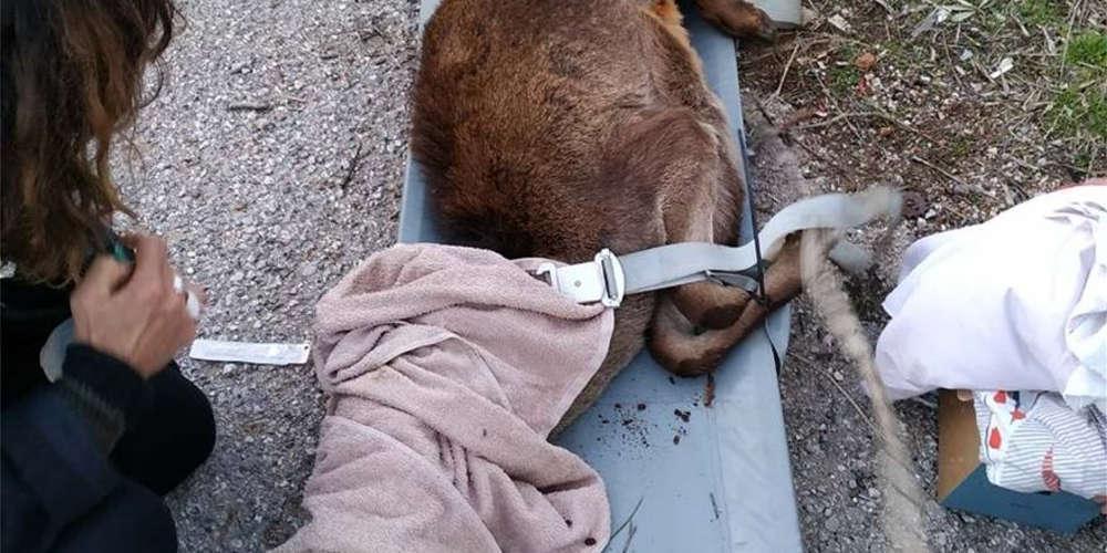 Πυροσβέστες έσωσαν ελάφι που έπεσε σε όρυγμα στα Άνω Λιόσια