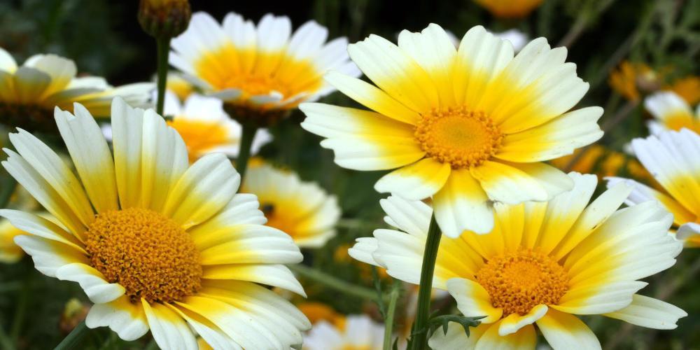 Πώς μετρούν τα φυτά την ώρα