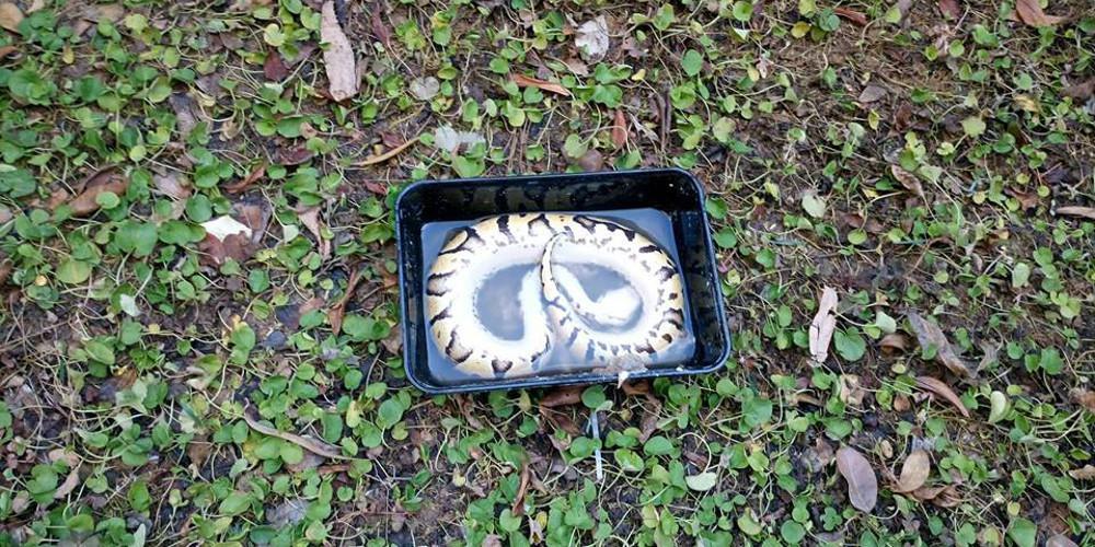 Απίστευτο: Εγκατέλειψαν πύθωνα σε πάρκο της Θεσσαλονίκης [εικόνες]