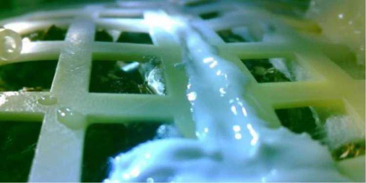 «Πέθαναν» λόγω του κρύου τα φυτά που είχαν βλαστήσει στη σκοτεινή πλευρά της Σελήνης