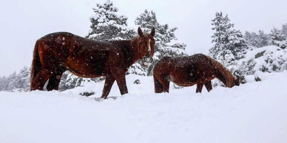 Πρόγνωση καιρού: Έρχεται από Δευτέρα ο «Τηλέμαχος» - Το νέο ψυχρό κύμα κακοκαιρίας
