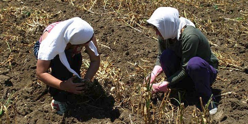 Κάτω του μέσου ευρωπαϊκού όρου το αγροτικό εισόδημα στην Ελλάδα