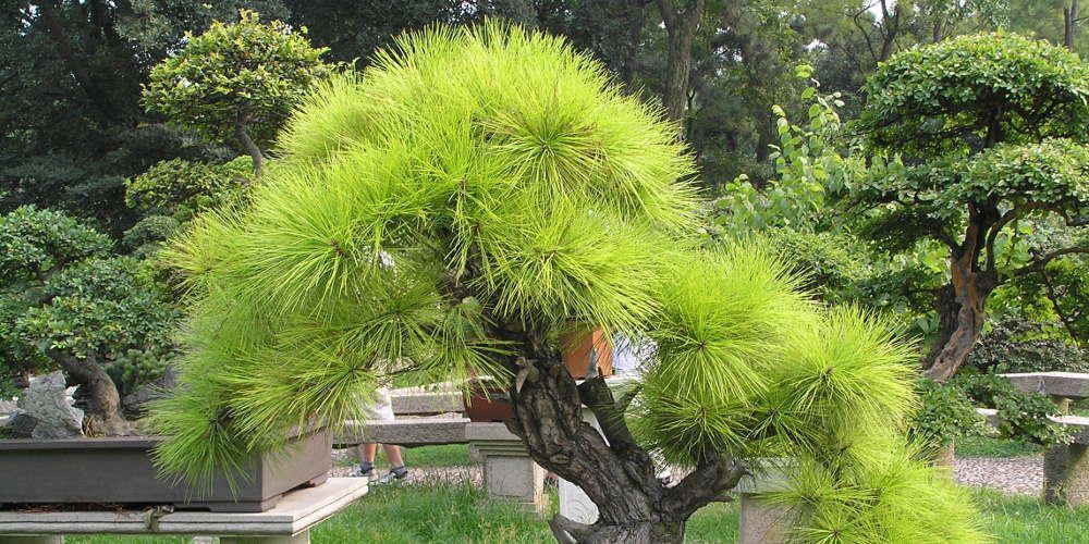 Έκκληση προς τον κλέφτη ενός μπονσάι 400 ετών να το φροντίζει απευθύνει το ζευγάρι των Ιαπώνων