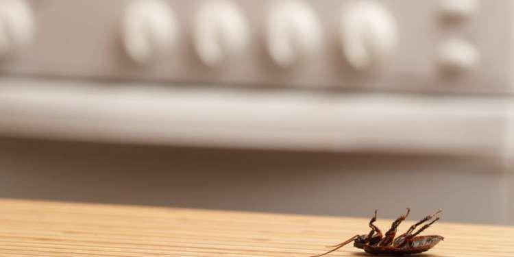 Απεντόμωση σπιτιού: Πότε, πού και γιατί είναι αναγκαία;