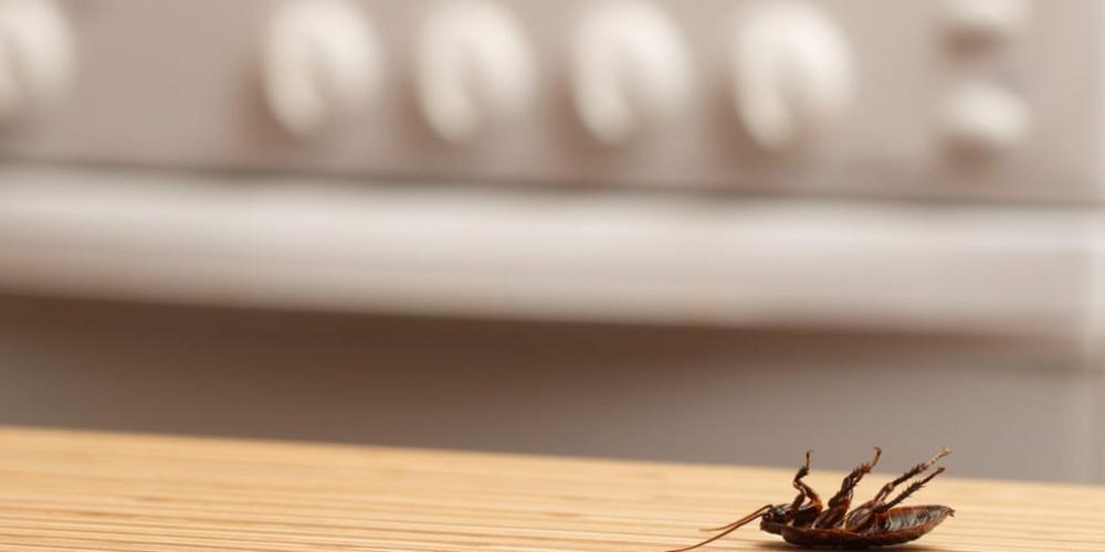 Απεντόμωση σπιτιού: Πότε, πού και γιατί είναι αναγκαία;