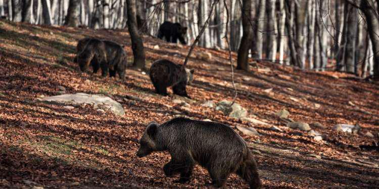 10 χρόνια σε φωλιά αρκούδας