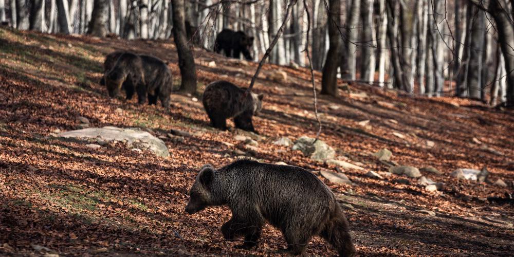 10 χρόνια σε φωλιά αρκούδας