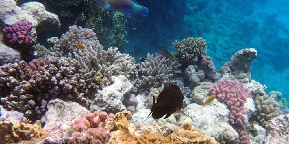 Ο πρώτος κοραλλιογενής ύφαλος στη Μεσόγειο εντοπίστηκε στην Ιταλία