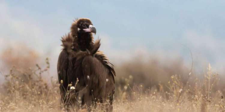 Αδιανόητο: Σπάνιος μαυρόγυπας πέρασε όλα τα Βαλκάνια και πέθανε στη Μάνη από φόλα