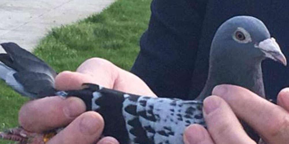 Ένα ταχυδρομικό περιστέρι πουλήθηκε με 1,25 εκατ. ευρώ!