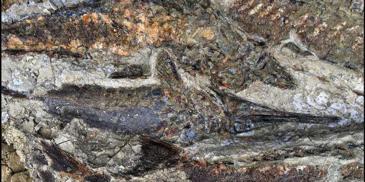 Βρέθηκαν απολιθώματα από την μέρα που έπεσε ο Αστεροειδής της Αποκάλυψης [εικόνα]