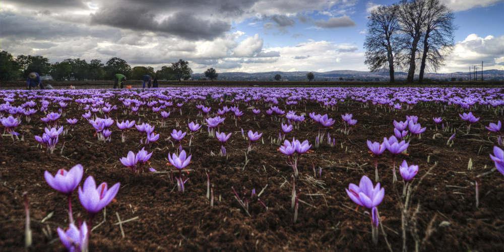 Ο κρόκος Κοζάνης κατακτά τη Κίνα - Τον Μάιο οι πρώτες εξαγωγές