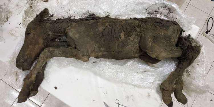 Tο αρχαιότερο υγρό αίμα βρέθηκε στη Σιβηρία [εικόνες]