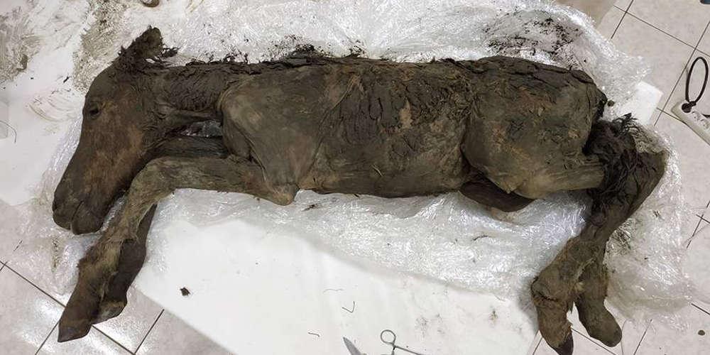 Tο αρχαιότερο υγρό αίμα βρέθηκε στη Σιβηρία [εικόνες]