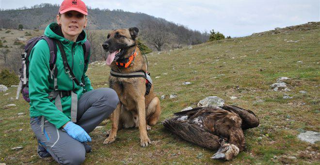 Φρίκη: Θάνατος σπάνιων αρπακτικών πουλιών από δηλητηριασμένα δολώματα στη Θράκη