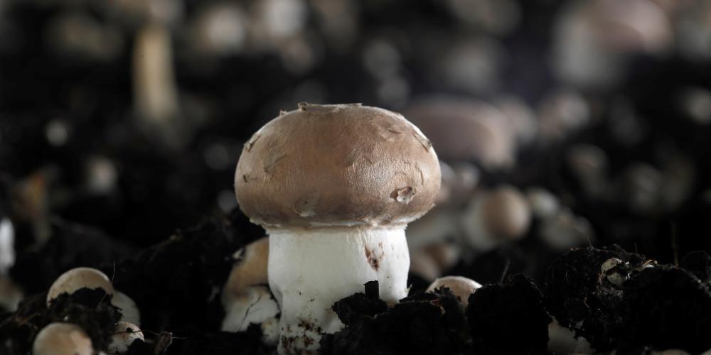 Δημοψήφισμα για την αποποινικοποίηση των παραισθησιογόνων μανιταριών στο Ντένβερ