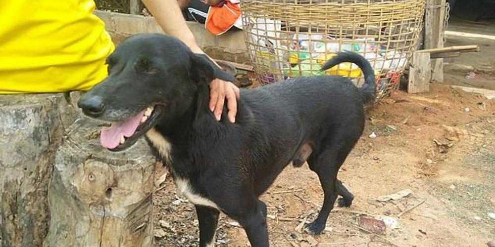 Ανάπηρος σκύλος έσωσε ένα νεογέννητο που το έθαψαν ζωντανό σε ένα χωράφι