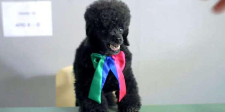 Ξαναχτύπησε ο Καμμένος με… Thanassis που δαγκώνει όσους ψηφίζουν ΑΝΕΛ [βίντεο]