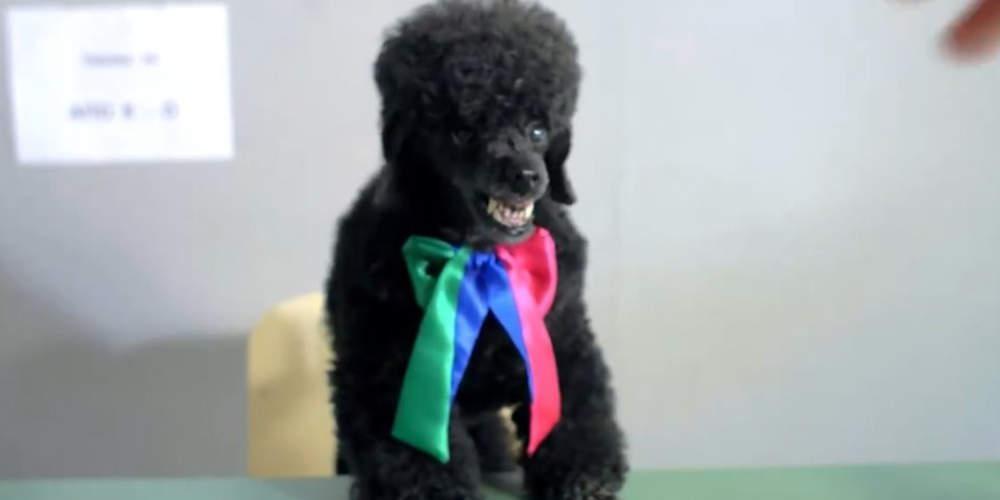 Ξαναχτύπησε ο Καμμένος με… Thanassis που δαγκώνει όσους ψηφίζουν ΑΝΕΛ [βίντεο]