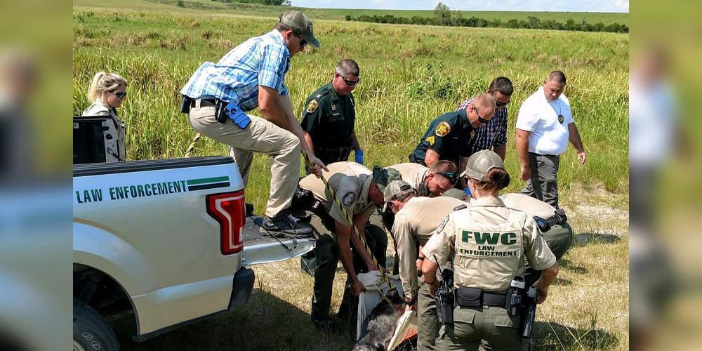 Σοκ στη Φλόριντα: Βρήκαν ανθρώπινα μέλη σε στομάχι αλιγάτορα [βίντεο]