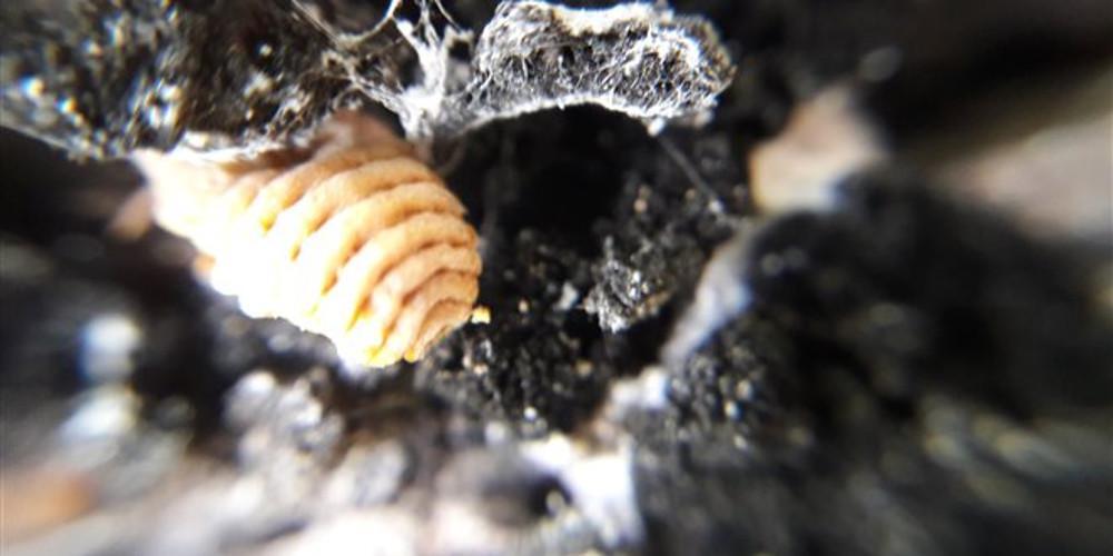 Τρεις νεκροί μετά από επιχείρηση κατά των... μυκήτων σε κτήριο στη Ρουμανία