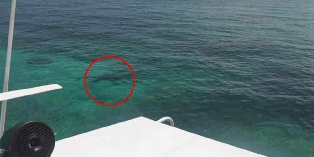 Φρίκη: Καρχαρίες κατασπάραξαν νεαρή τουρίστρια μπροστά στους γονείς της στις Μπαχάμες [βίντεο]