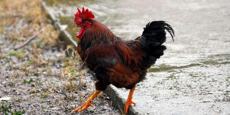 Λίβανος Στο εδώλιο του κατηγορούμενου ένας κόκορας - Δείτε τον απίστευτο λόγο