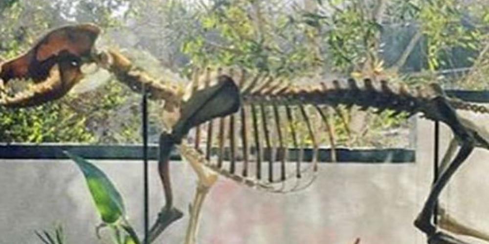 Σοκ με πασίγνωστο ηθοποιό: Κρατάει τα κόκαλα από τον νεκρό σκύλο σπίτι του!