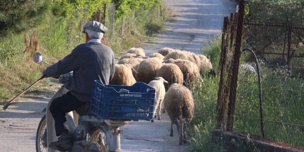 Τροπολογία Σπίρτζη για τα διπλώματα οδήγησης σε άνω των 74 ετών