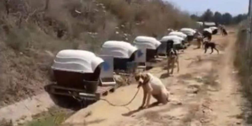 Σάλος στη Σπάρτη: Αδέσποτα μένουν αλυσοδεμένα εν μέσω καύσωνα σε δημοτικό χώρο [βίντεο]