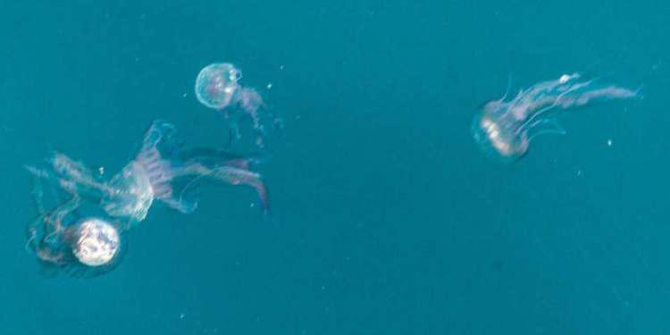 Προειδοποίηση : Γιατί δεν πρέπει να βγάζουμε μέδουσες και τσούχτρες στις παραλίες