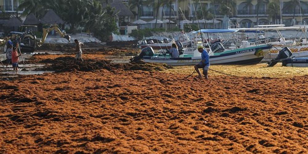 Ένα τεράστιο νησί από φύκια στον Ατλαντικό Ωκεανό [βίντεο]