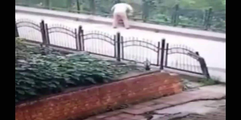 Σοκ: Οδοκαθαριστής στην Τουρκία πετάει κουτάβι από γέφυρα [βίντεο]