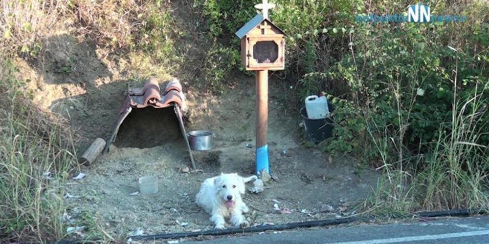 Υψηλά ποσοστά κακοποίησης ζώων στην Ελλάδα παρά το αυστηρό νομικό πλαίσιο