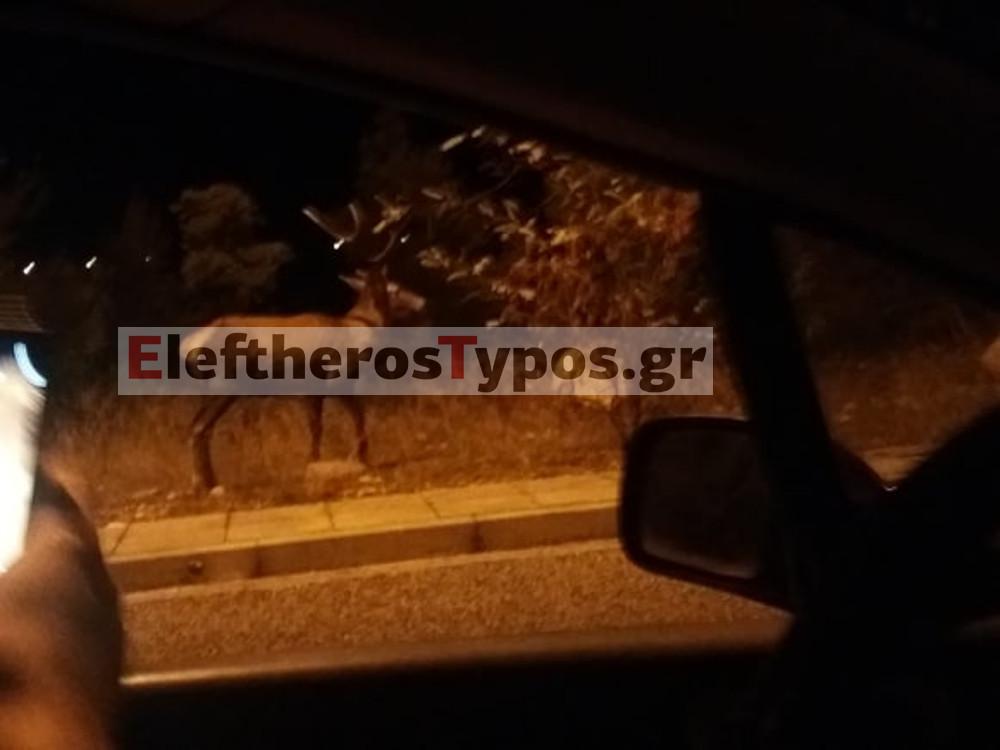 Οικογένεια... από αγριογούρουνα έκοβε βόλτες στους Θρακομακεδόνες