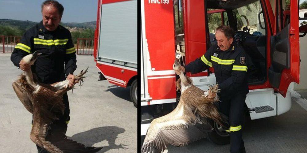 Απίστευτο: Γύπας έπεσε πάνω σε λεωφορείο στην εθνική οδό Χανίων - Ρεθύμνου [βίντεο]