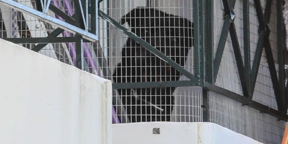 Τα σκυλιά δεν γεννιούνται φονιάδες. Εμείς τα κάνουμε!