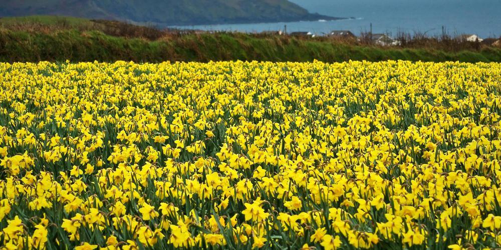 Η γλώσσα των χρωμάτων: Το κίτρινο είναι χαρούμενο εκτός… αν είσαι Έλληνας!