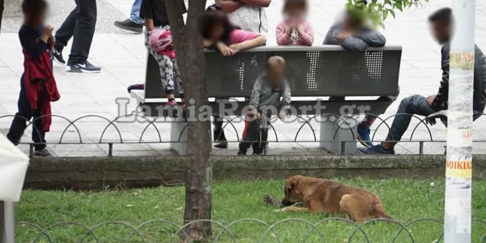 Απίστευτο: Ανήλικοι έσπρωχναν νεογέννητο γατάκι στο στόμα σκύλου στη Λαμία [εικόνες & βίντεο]