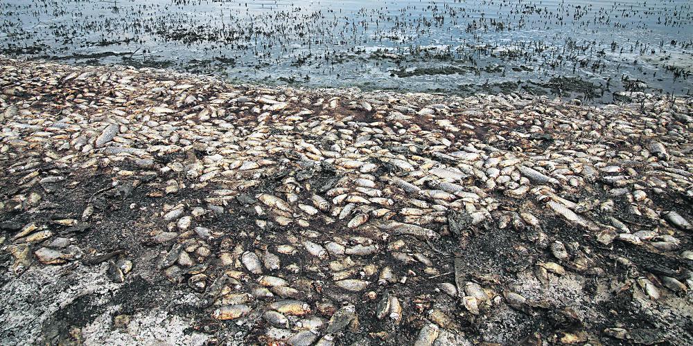 Σχέδιο διάσωσης για τη Λίμνη Κορώνεια