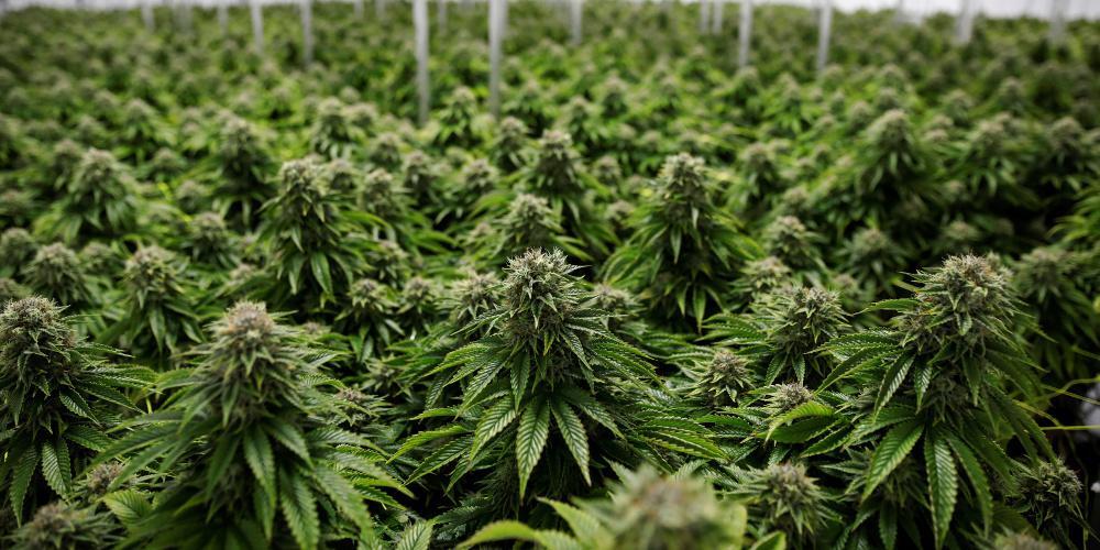 Εντοπίστηκε εργαστήριο υδροπονικής καλλιέργειας κάνναβης στον Πύργο